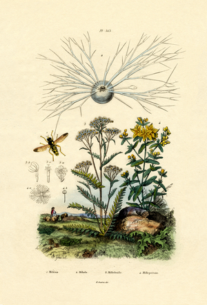 Yellowjacket Hoover Fly, 1833-39 (coloured engraving)