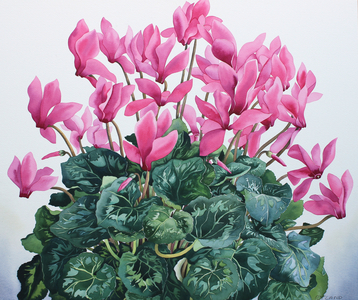 Cyclamen Portrait, 2020 (watercolour on paper)