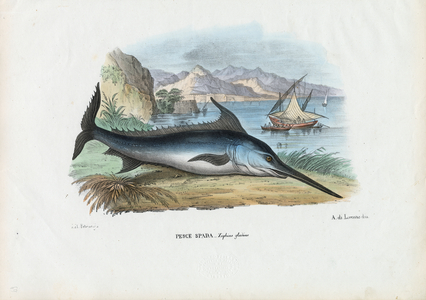 Swordfish, 1863-79 (colour litho)