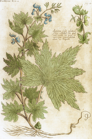 Aconitum. Seventeenth-century engraving in 'Bibliotheca Pharmaceutica-Medica' by J. Jacobi Mangeti. 