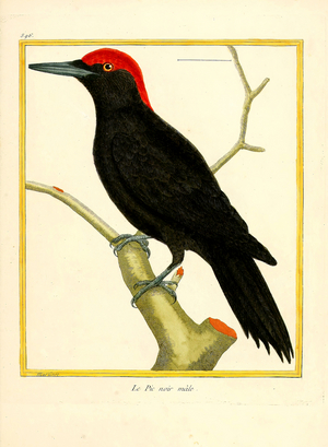 Black Woodpecker Male (print)