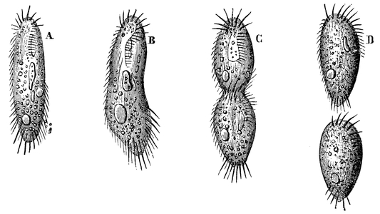 Infusoria: Cell division