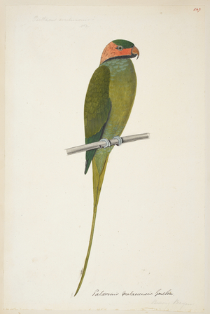 Long-Tailed Parakeet, "Psittacula longicauda"

 from the Raffles Collection, One hundred and twenty-nine drawings in watercolour of birds from Sumatra, 1820 (w/c on paper)