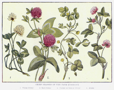 Chief Grasses of the Farm (colour litho)