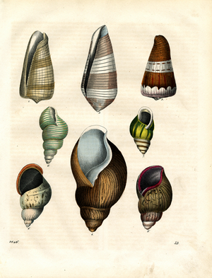Exotic Sea Snails (hand-coloured engraving)