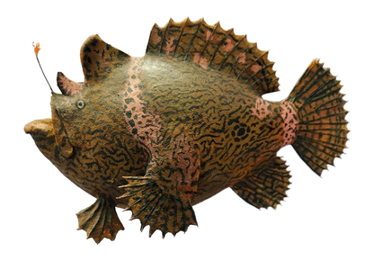 Model of a Frogfish, 1950