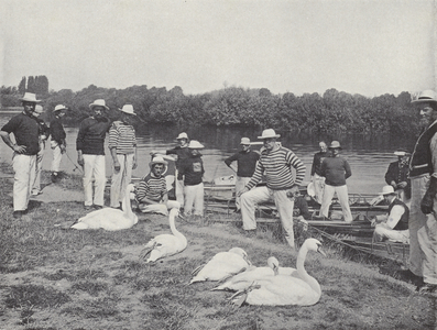 Swan upping on the Thames, examining the Old Birds (b/w photo)