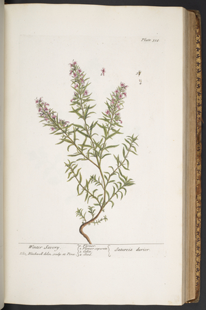 Plate 318, from 'A Curious Herbal', 1737 (coloured engraving)