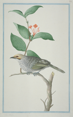 Pycnonotus zeylanicus