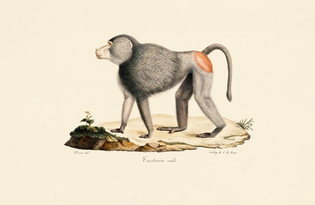 Patas Monkey, 1824 (hand-coloured litho)