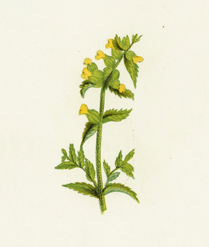 Common Yellow Rattle, Rhinanthus Crista-Galli (colour litho)