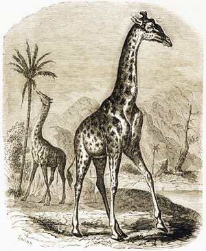 The giraffe, 1892 (engraving)