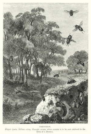 Chrysididae (engraving)