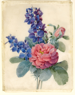 Flowers, Roses and Larkspur (w/c & bodycolour on vellum)