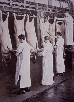 Chicago Union Stock Yards: preparing pork, scraping hogs at Swift & Company meat packing house, 1910 (b/w photo)