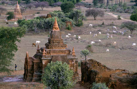Burma: A cowherd near Shwesandaw temple, Bagan (Pagan) Ancient City