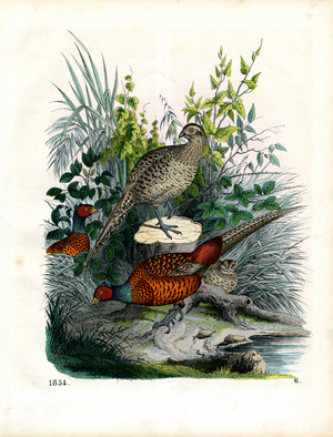 Pheasants and Hazel Grouse in Their Natural Habitat (hand-coloured litho)