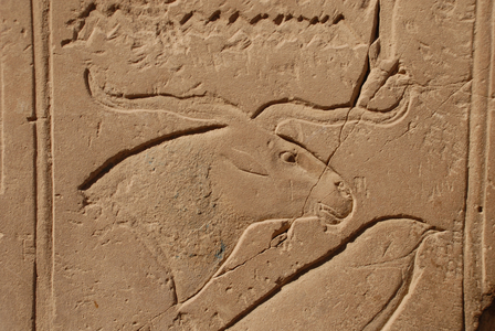 Moose Carving, Karnak, Luxor, Egypt (photo)
