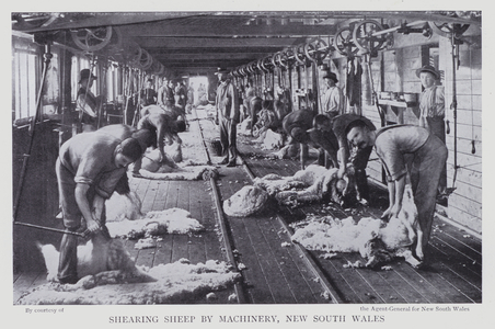 Shearing sheep by machinery, New South Wales (b/w photo)