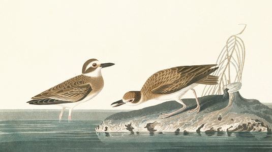 Charadrius wilsonia, Wilson's plover, Plate 209 from John James Audubon's Birds of America, original double elephant folio, 1827-30 (hand-coloured aquatint)