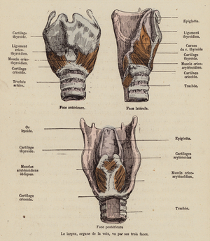 The larynx (coloured engraving)