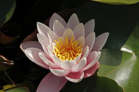 Pink water lily, Palmengarten, Frankfurt am Main, Hesse, Germany (photo)