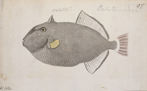 Melichthys vidua