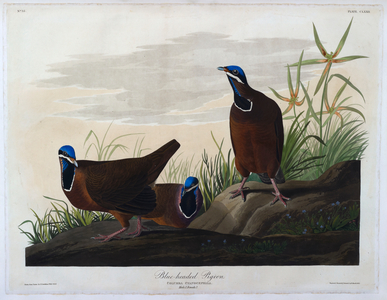 Three birds. Colour Illustration by Audubon; Blue-headed Pigeon.