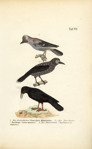 Eurasian Jay, Spotted Nutcracker and Alpine Chough, 1850 (lithography)