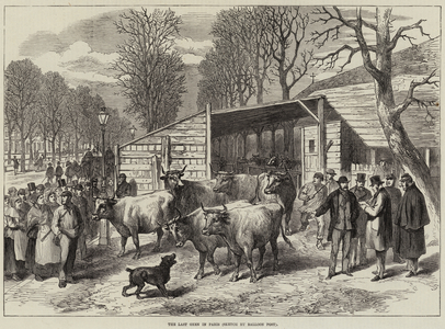 The Last Oxen in Paris (engraving)