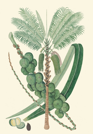 Arenga pinnata, c. 1820 (watercolour)