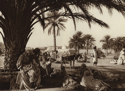 Touggourt Oasis (b/w photo)