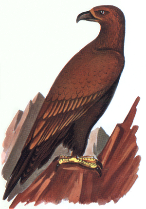Golden Eagle, illustration, 1963