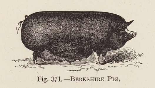 Berkshire Pig (engraving)