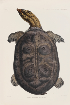Burmese peacock turtle, 1878 (Plate)