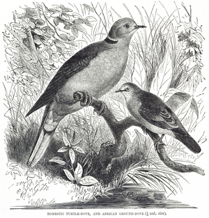 Engraving depicting a Turtle Dove (left) and an African Ground Dove (right), 19th century