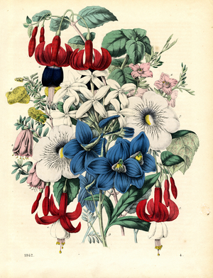Exotic Flowering Plants from Various Climate Zones (hand-coloured litho)