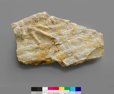 Theropoda, Middle Jurassic fossil