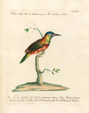 Guinea Blue Bird (print)