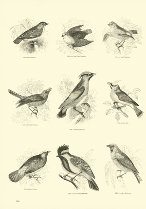 Page from The Pictorial Museum of Animated Nature (engraving)
