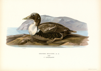 Eider Duck (colour litho)