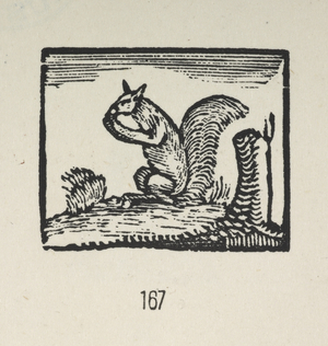 A squirrel