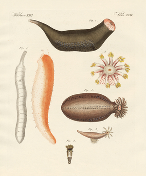 Strange Holothuries (coloured engraving)