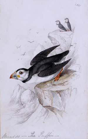 Fratercula arctica