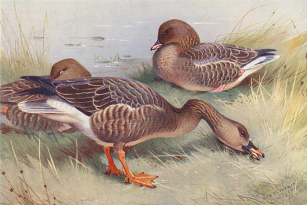 Bean-Goose, Pink-Footed Goose (colour litho)