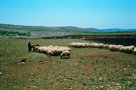 Shepherd with a flock near Bethlehem, Palestinian A (photo)