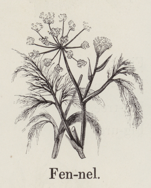 Fennel (engraving)