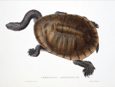 Chelodina longicollis