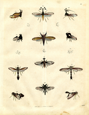 Various Species of Cicadas and Aphids (hand-coloured litho)
