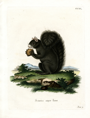 Fox Squirrel (coloured engraving)
